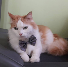 Василий, г. Благовещенск