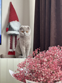 Ева, г. Благовещенск