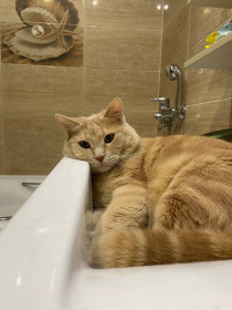 Хэштег Леркович, г. Благовещенск