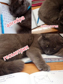 Кот Алекс, с. Константиновка