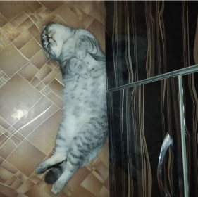 Тедди, г. Благовещенск