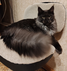 Форд, г. Тында