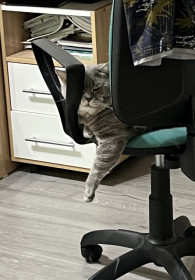 Бакс, г. Свободный