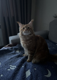 Кокос, г. Свободный