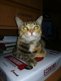 Алиса, г. Райчихинск