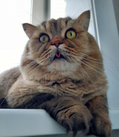 Тимофей, г. Белогорск