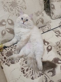 Айлита, г. Благовещенск