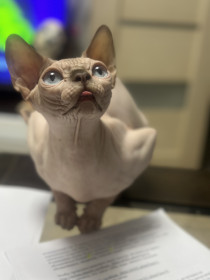 Канадский сфинкс Gabriella, г. Хабаровск