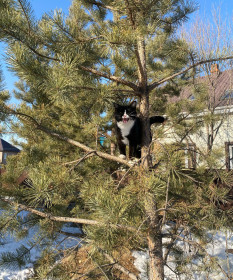 Иннокентий, с. Чигири