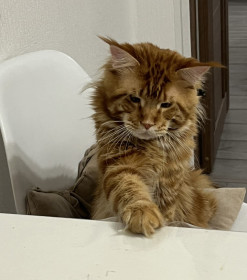 Рыжик, г. Свободный