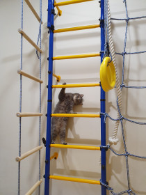 Тор, г. Благовещенск