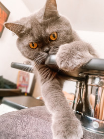 Мася, г. Благовещенск