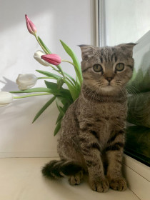 Симба, г. Благовещенск