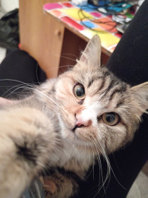 Белка, г. Сковородино