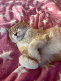 Персик, г. Зея