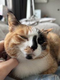 Алиса, г. Благовещенск