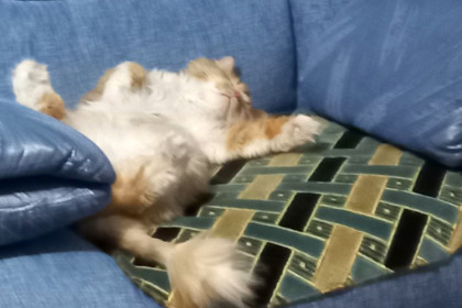 Каспер, п. Февральск