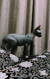 Миша, г. Благовещенск