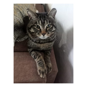 Мурзик, с. Сычевка