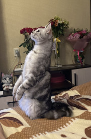 Кекс, г. Благовещенск