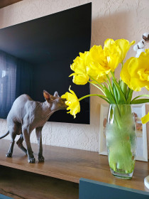 Локи, г. Тында