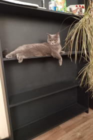 Баста (жирочек), г. Райчихинск