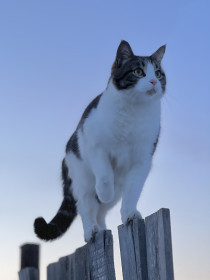 Симба, с. Владимировка