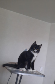 Котофей, г. Благовещенск