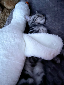 Кай, г. Благовещенск