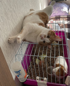 Миша, г. Благовещенск