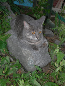 Кеша, с. Ракитное, Хабаровский край