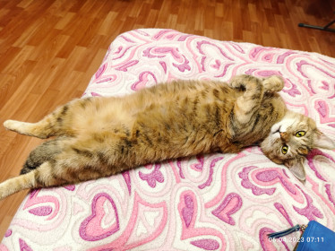 Муся, г. Благовещенск