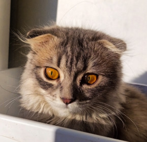 Наша кошка Ольга Ивановна, г. Тында