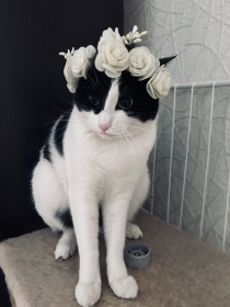 Ласка-Несмеяна, г. Благовещенск