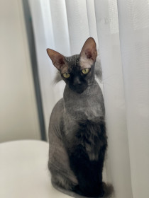 Флекс, г. Благовещенск