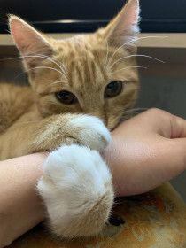 Жорик-Мажорик, г. Белогорск