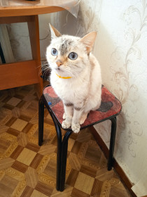 Кошка Снежка, с. Березовка