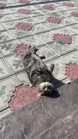 Лексус, с. Волково