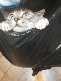 Петро, с. Крестовоздвиженка