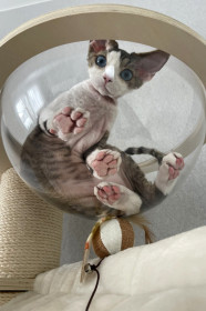 Александр, с. Волково