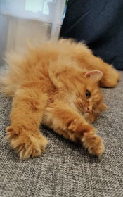 Кика, г. Благовещенск