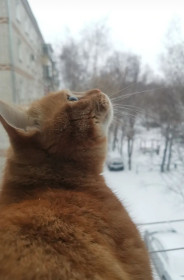 Цитрус, г. Благовещенск