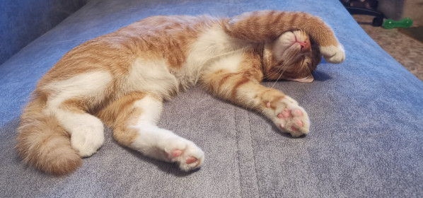 Рыжик, г. Белогорск