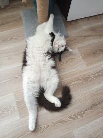 Директор, г. Зея