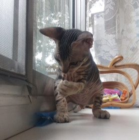 Оникс, г. Белогорск