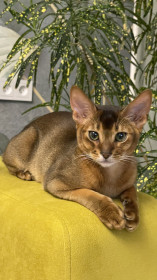 БАМовский Симба