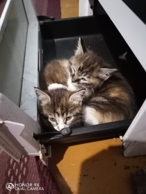 Двойняшки из с. Лохвицы