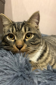 Томм, г. Благовещенск