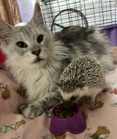 Дейзи &amp; Мартин, г. Благовещенск