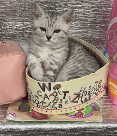 Федор, г. Благовещенск